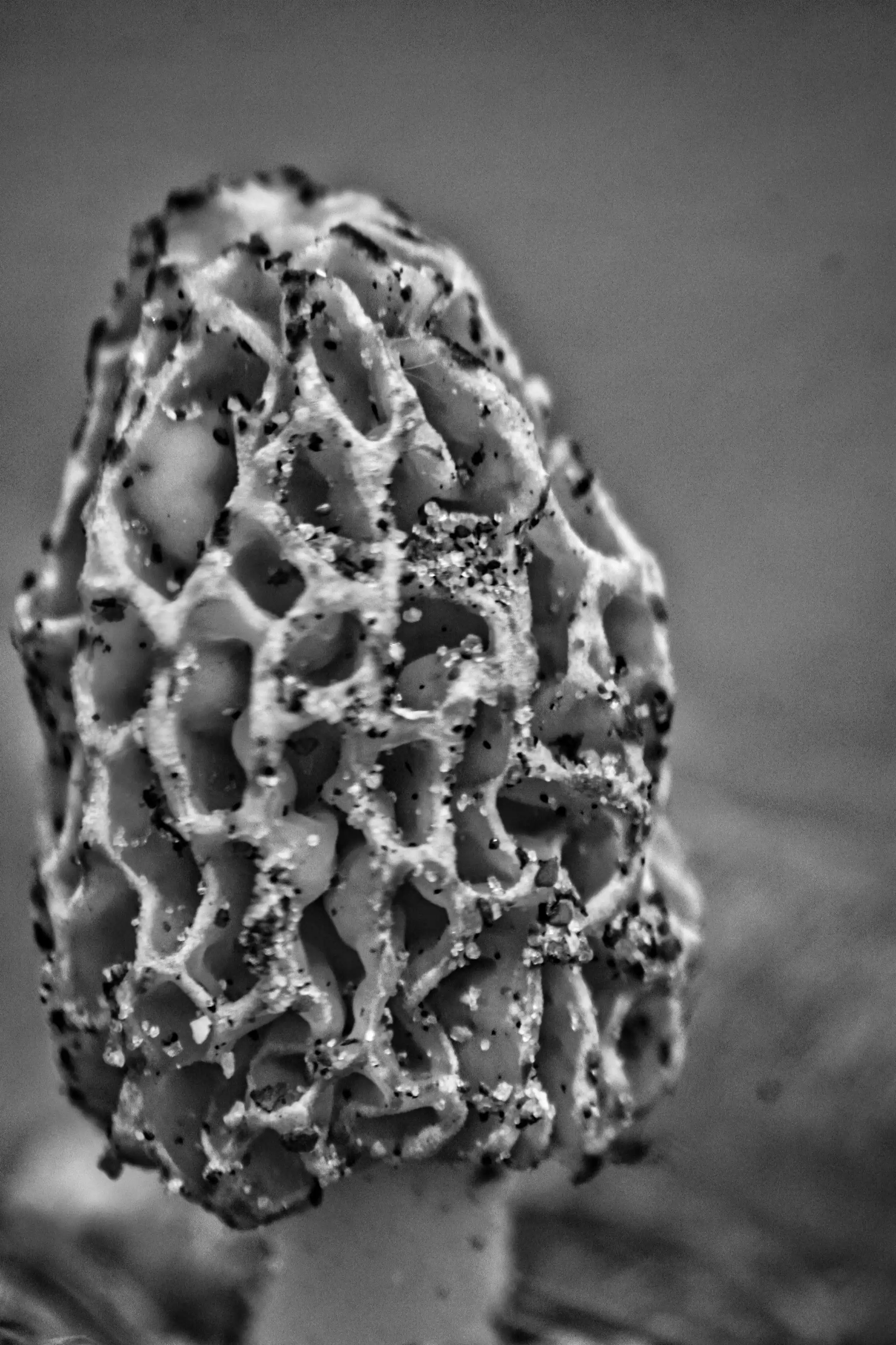Mushroom